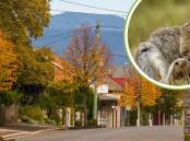 Rabbits in Westbury remain a major problem. File pictures